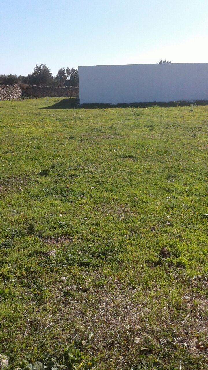 Image Constructible land near Essaouira 1