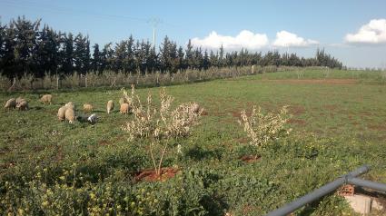 Image Sale farm boufakrane meknès 0