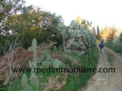 Image Sale land weed souhil nabeul 0