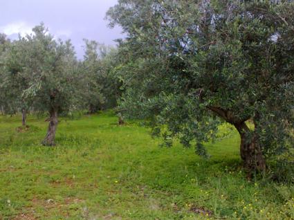 Image Sale land santa domenica talao cosenza 0