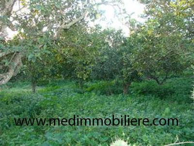 Image Sale land weed souhil nabeul 1