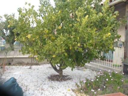 Image Sale house perpignan perpignan 1