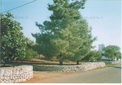 Image Sale villa locorotondo bari 1