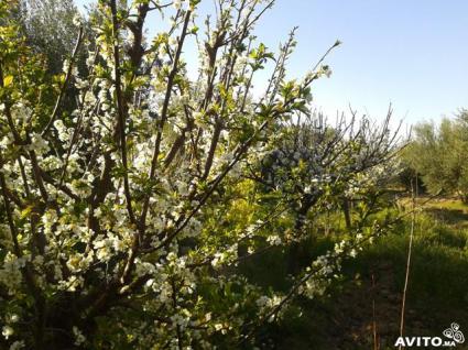 Image Sale farm marrakech  1