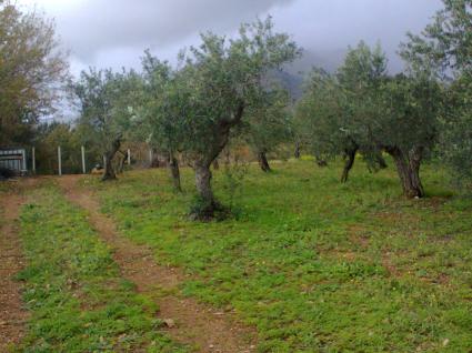 Image Sale land santa domenica talao cosenza 1