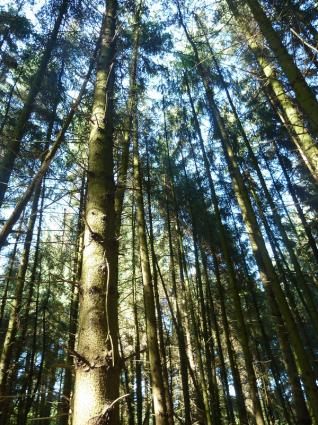 Image Rent land la motte st-brieuc 1