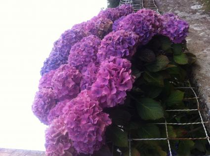 Image Rent house roscoff  1