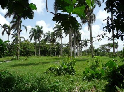 Image Sale land payita  3