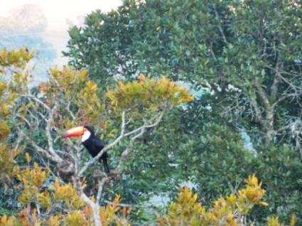 Image Rent house delfinopolis  5