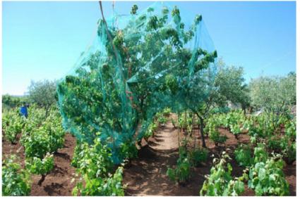 Image Sale farm abbasanta oristano 3