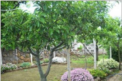 Image Sale farm abbasanta oristano 6