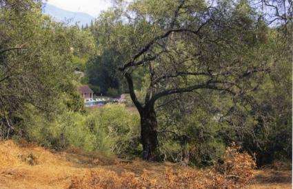 Image Sale land kato korakiana kerkyra 2