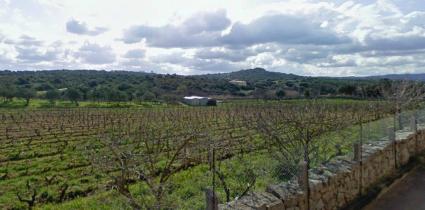 Image Sale land bassacutena comune di luogo santo  2