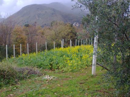 Image Sale land santa domenica talao cosenza 2