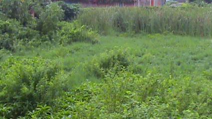 Image Sale land cotonou  2