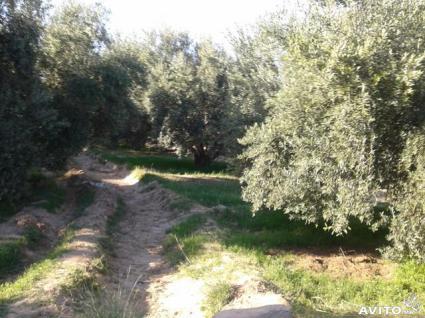 Image Sale farm marrakech  3