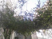 Image Sale villa hammamet sud hammamet-nabeul 4