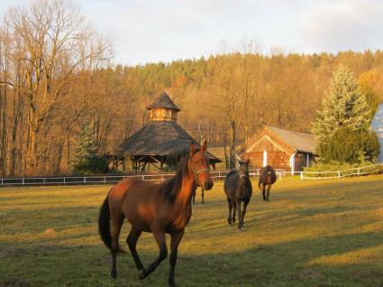 Image Sale farm rabe  4