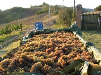 Image Sale farm cesena forli-cesena 5