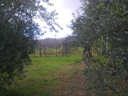 Image Sale land santa domenica talao cosenza 6