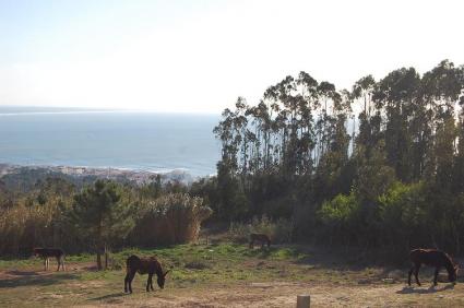Image Sale land serra da boa viagem figueira da foz 0