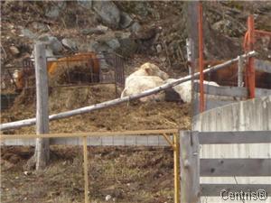 Image Sale farm notre-dame-de-la-salette  7
