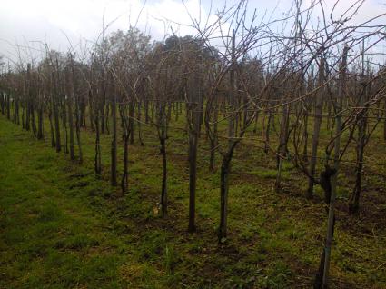 Image Sale land santa domenica talao cosenza 7