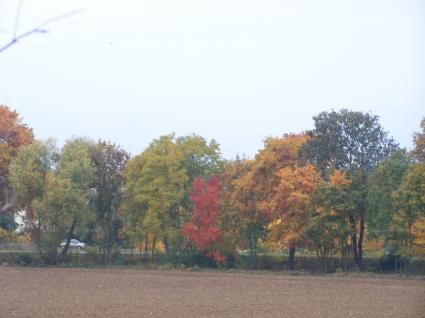 Image Rent apartment colmar colmar 7