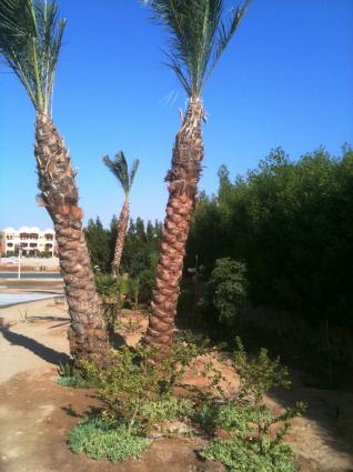 Image Sale villa el gouna  6