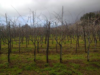 Image Sale land santa domenica talao cosenza 8