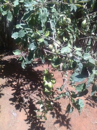 Image Sale villa ain el bia    oran  3