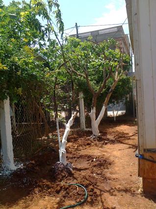 Image Sale villa ain el bia    oran  8