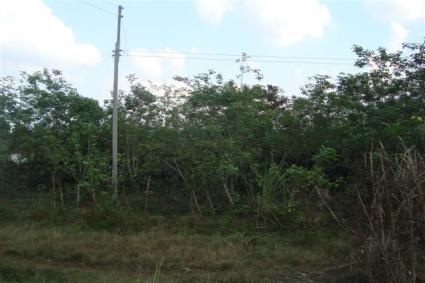 Image Sale land paksong  0