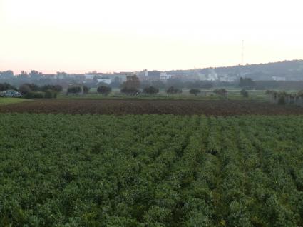 Image Sale land kelibia kelibia 0