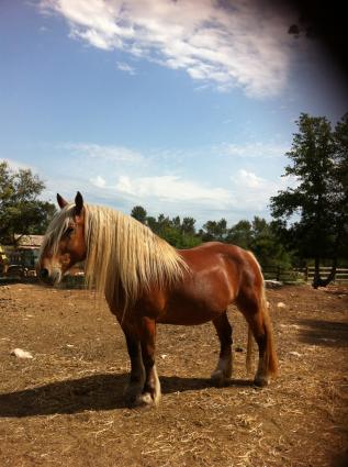 Image Rent house tourves  2