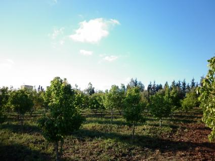 Image Sale farm  ben slimane 4