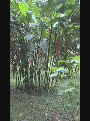 Image Sale farm cahuita  2