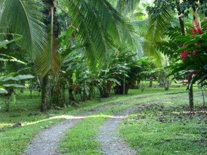 Image Sale farm cahuita  3