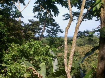 Image Sale land cahuita  2