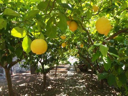 Image Rent prestigious real estate capri napoli provincia 3