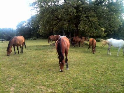 Image Sale farm saissac carcassonne 1