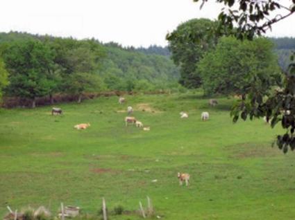 Image Sale farm saissac carcassonne 2