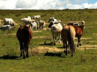 Image Sale farm saissac carcassonne 5