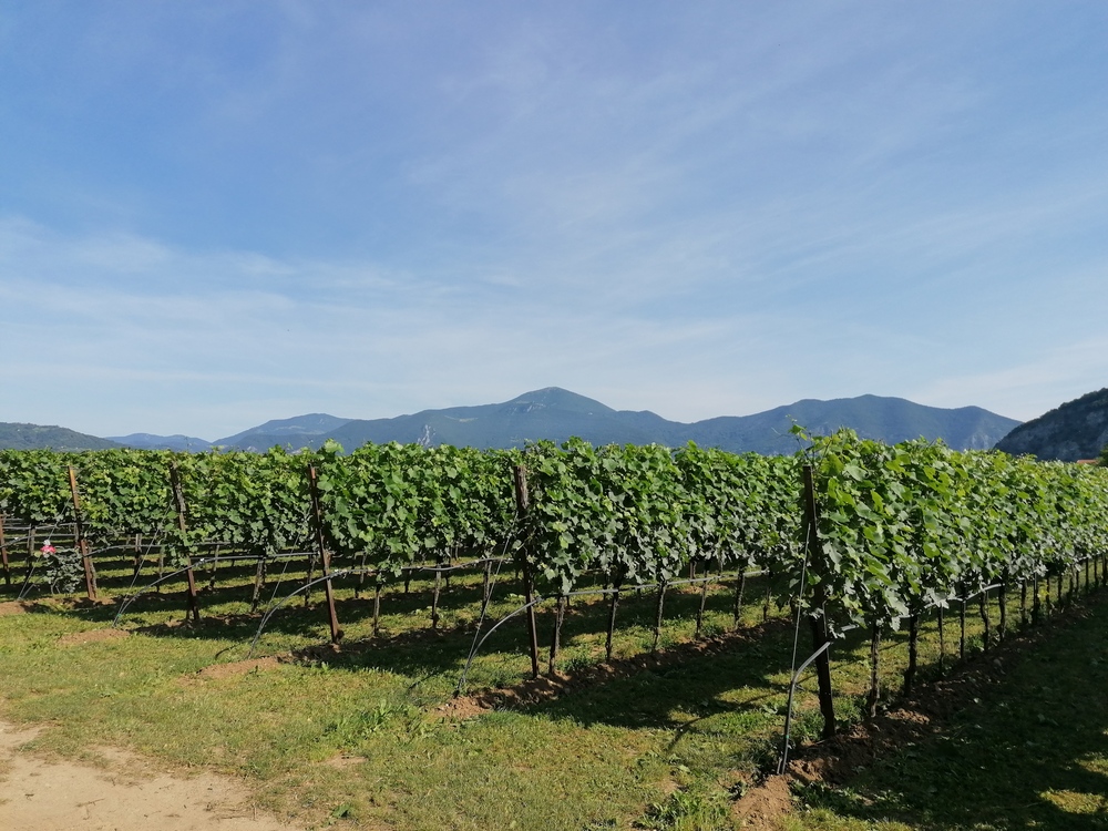 Image Vigneto in Franciacorta  2