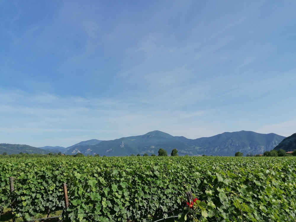 Image Vigneto in Franciacorta  1