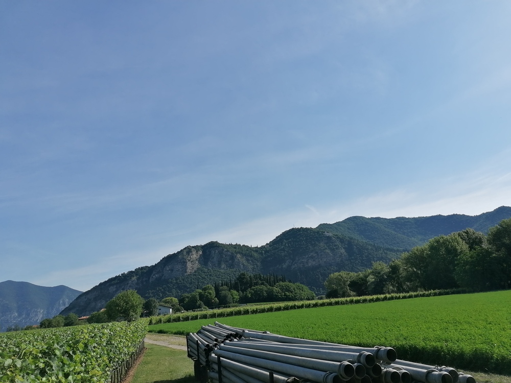 Image Vigneto in Franciacorta  0