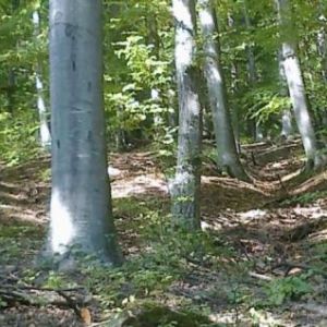 Image Sale land muereasca  0