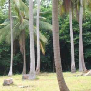 Image Sale land kho samui  0