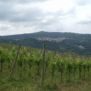 Vendita terreno altavilla irpina avellino></noscript>
                                                        <span class=