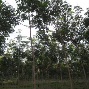 Image Sale land pakse  0